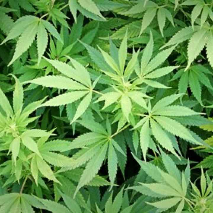 Marijuana plants
